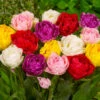 FREE GIFT - Double Tulips Mixed - Pack Of 25 (Saver Sized Bulbs) -Plant Flower Store FREE GIFT Double Tulips Mixed 1022425 33742.1688052330