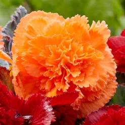 Begonia Fancy Frills Collection Begoniacea -Plant Flower Store Fimbriata Collection 1017299 3 94695.1637338042