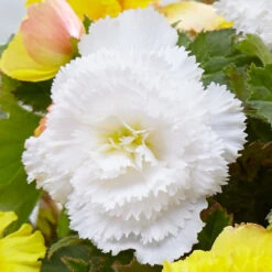 Begonia Fancy Frills Collection Begoniacea -Plant Flower Store Fimbriata Collection 1017299 5 08255.1637338041
