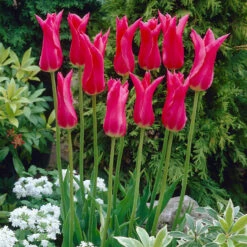 Fluted Tulips Collection 16 Fluted Tulips Collection -Plant Flower Store Fluted Tulips Collection 11 12cm 1013393 11 98312.1687961266