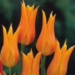 Fluted Tulips Collection 13 Fluted Tulips Collection -Plant Flower Store Fluted Tulips Collection 11 12cm 1013393 12 55632.1687961266