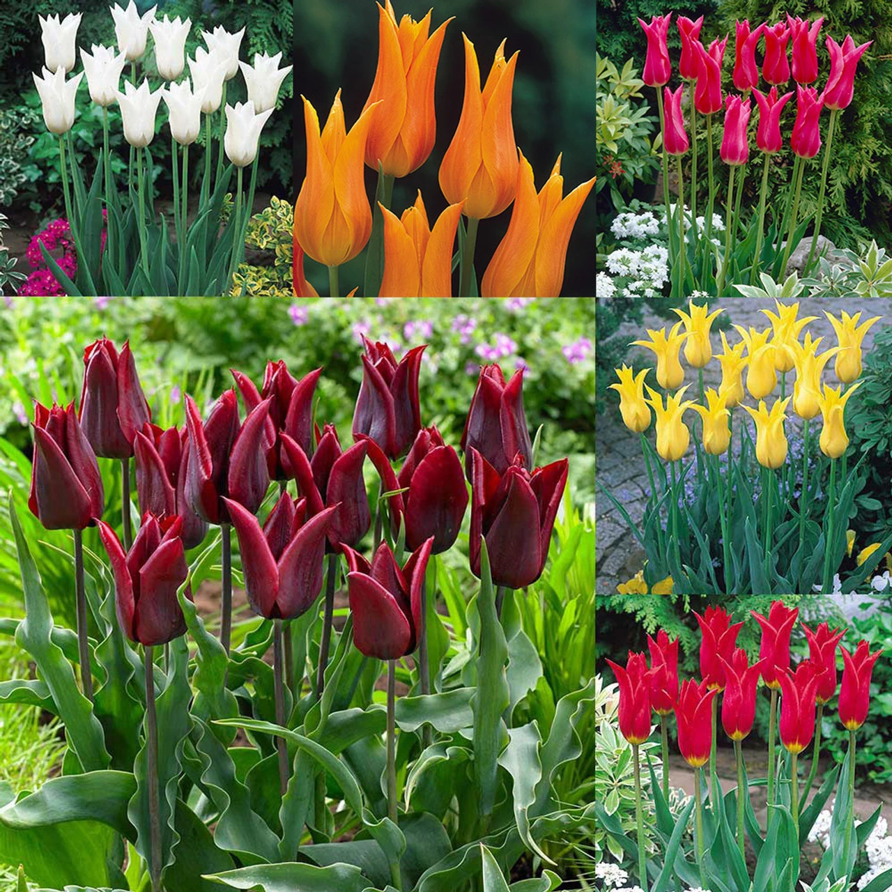 Fluted Tulips Collection 3 Fluted Tulips Collection