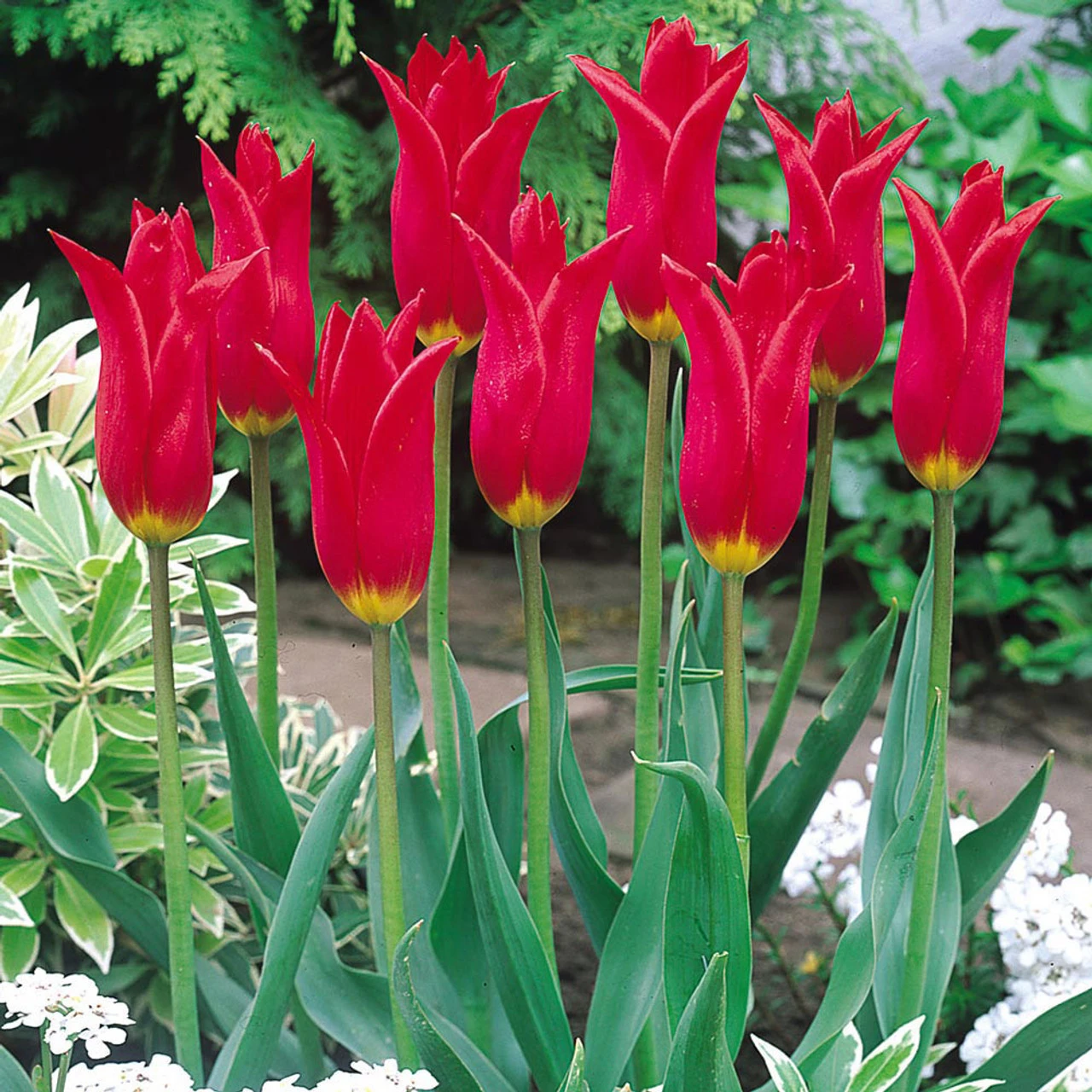 Fluted Tulips Collection 7 Fluted Tulips Collection - Image 5