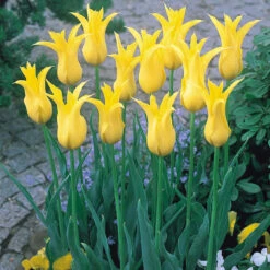 Fluted Tulips Collection 12 Fluted Tulips Collection -Plant Flower Store Fluted Tulips Collection 11 12cm 1013393 3 80175.1687961265