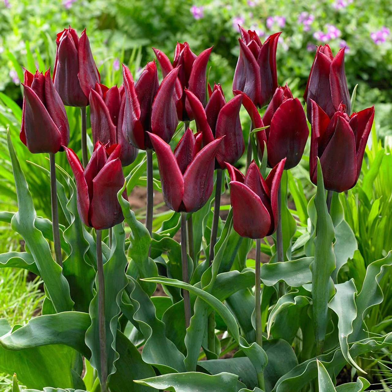 Fluted Tulips Collection 4 Fluted Tulips Collection - Image 2