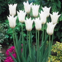 Fluted Tulips Collection 15 Fluted Tulips Collection -Plant Flower Store Fluted Tulips Collection 11 12cm 1013393 7 60121.1687961265