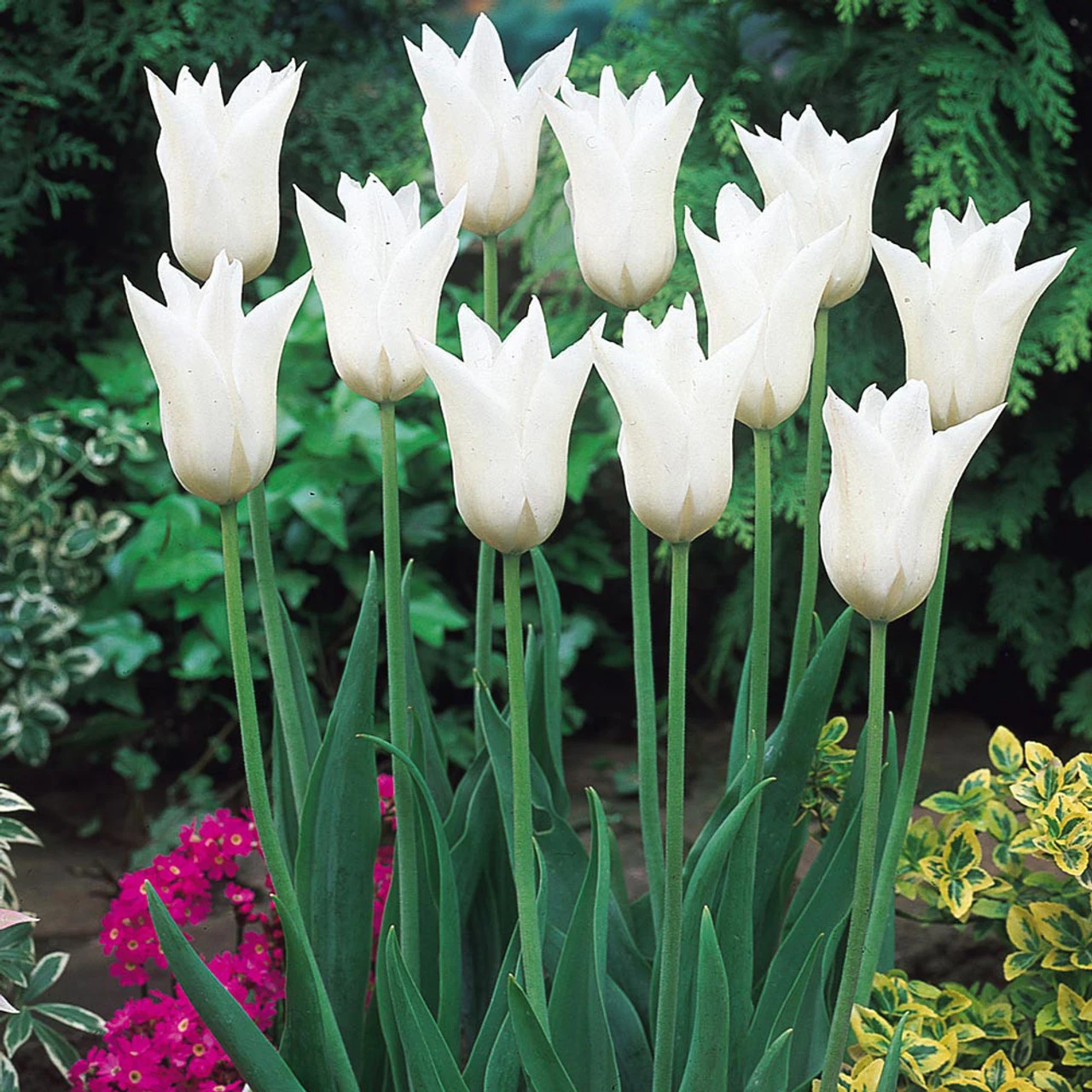 Fluted Tulips Collection 8 Fluted Tulips Collection - Image 6