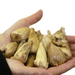 Single/Double Freesias Mix Collection -Plant Flower Store Freesia Corms 66827.1638439051