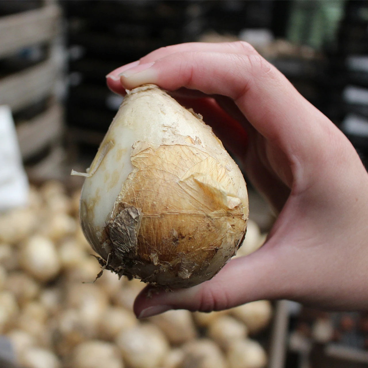 Fritillaria Rubra Maxima 18/20cm 5 Fritillaria Rubra Maxima 18/20cm - Image 3