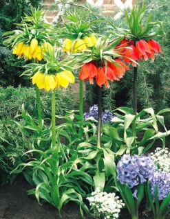 Fritillaria Rubra Maxima 18/20cm 6 Fritillaria Rubra Maxima 18/20cm -Plant Flower Store Fritillaria Imperialis Rubra Maxima 0000559 52344.1629193455