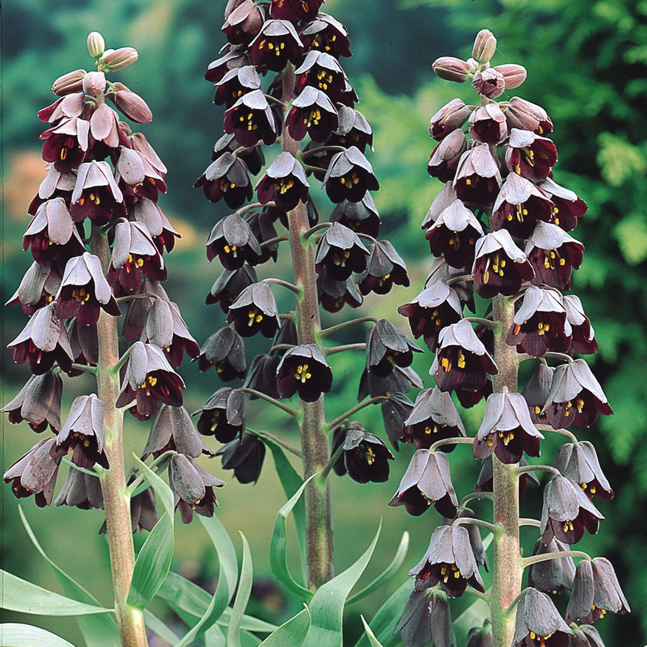 Fritillaria Persica Collection 4 Fritillaria Persica Collection - Image 2