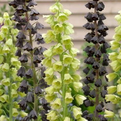 Fritillaria Persica Collection 7 Fritillaria Persica Collection -Plant Flower Store Fritillaria Persica Collection 1022407 3 31597.1688111650