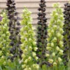 Fritillaria Persica Collection -Plant Flower Store Fritillaria Persica Collection 1022407 89218.1688111650