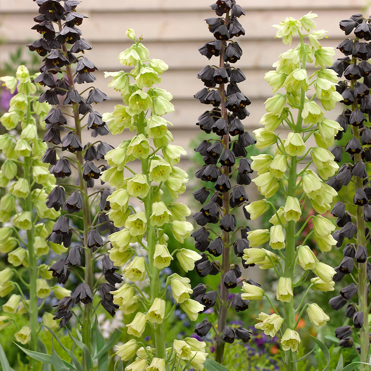 Fritillaria Persica Collection 3 Fritillaria Persica Collection