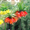 Fritillaria Rubra Maxima 18/20cm -Plant Flower Store Fritillaria Rubra Maxima 0000559 67592.1629193455