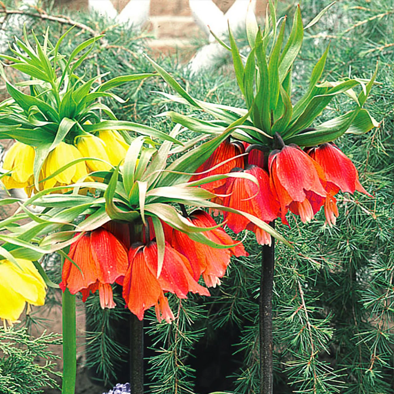 Fritillaria Rubra Maxima 18/20cm 3 Fritillaria Rubra Maxima 18/20cm