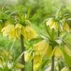 Fritillaria Imperialis Early Passion Crown Imperial 'Early Passion' 2 Fritillaria Imperialis Early Passion Crown Imperial 'Early Passion' -Plant Flower Store Fritillaria imperialis Early Passion 0014792 42529.1687522318