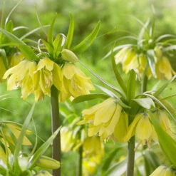 Fritillaria Imperialis Early Passion Crown Imperial 'Early Passion'