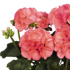 Geranium Big Eeze Watermelon -Plant Flower Store Geranium Big Eeze Watermelon 0013941 3 51734.1642175726