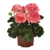 Geranium Big Eeze Watermelon 2 Geranium Big Eeze Watermelon -Plant Flower Store Geranium Big Eeze Watermelon 0013941 54056.1636558036