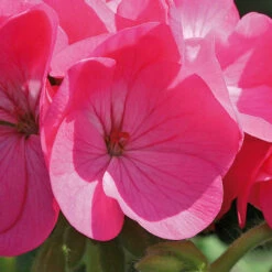 Geranium Century F1 Rose (Maxi Plugs) -Plant Flower Store Geranium Century F1 Rose Maxi Plugs 0006765 2 82315.1623341758