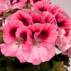 Geranium Elegance David -Plant Flower Store Geranium Elegance David 0013935 2 46953.1636556241