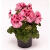 Geranium Elegance David -Plant Flower Store Geranium Elegance David 0013935 42248.1636556241