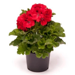 Geranium Elegance Rosanna -Plant Flower Store Geranium Elegance Rosanna 0013936 2 42241.1636556903