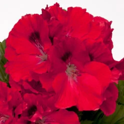 Geranium Elegance Rosanna -Plant Flower Store Geranium Elegance Rosanna 0013936 3 16068.1636556903