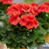 Geranium Elegance Rosanna -Plant Flower Store Geranium Elegance Rosanna 0013936 44144.1636556903