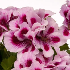 Geranium Regalia Lilac 8 Geranium Regalia Lilac -Plant Flower Store Geranium Regalia Lilac 0006890 2 95897.1642756561