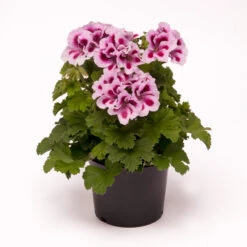 Geranium Regalia Lilac 9 Geranium Regalia Lilac -Plant Flower Store Geranium Regalia Lilac 0006890 3 56612.1642756561