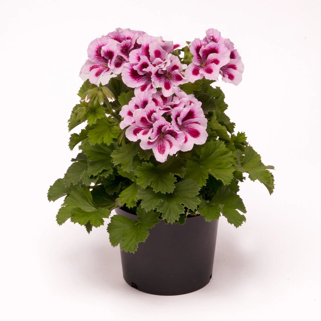 Geranium Regalia Lilac 5 Geranium Regalia Lilac - Image 3