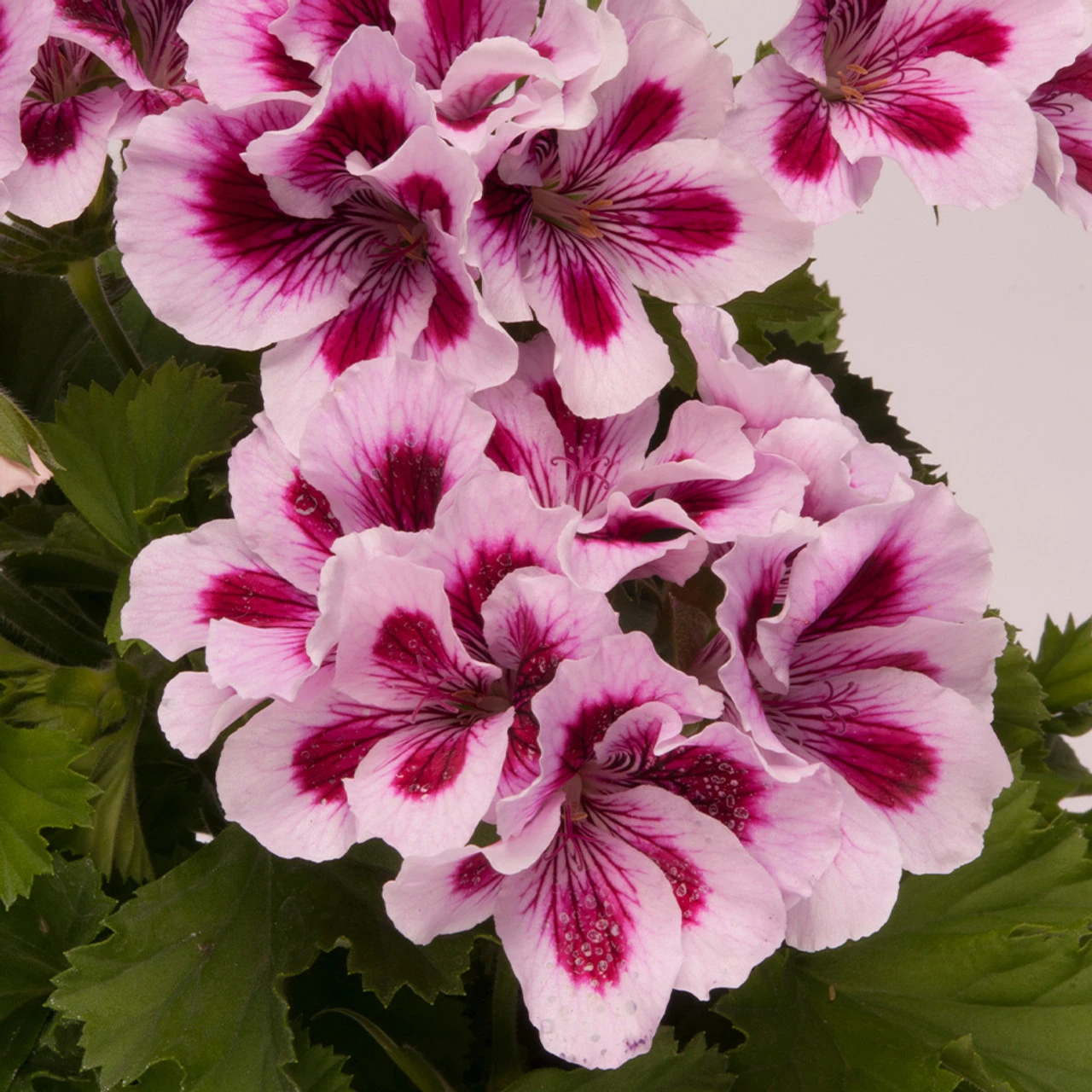 Geranium Regalia Lilac 6 Geranium Regalia Lilac - Image 4