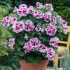 Geranium Regalia Lilac 1 Geranium Regalia Lilac -Plant Flower Store Geranium Regalia Lilac 0006890 28855.1642756561