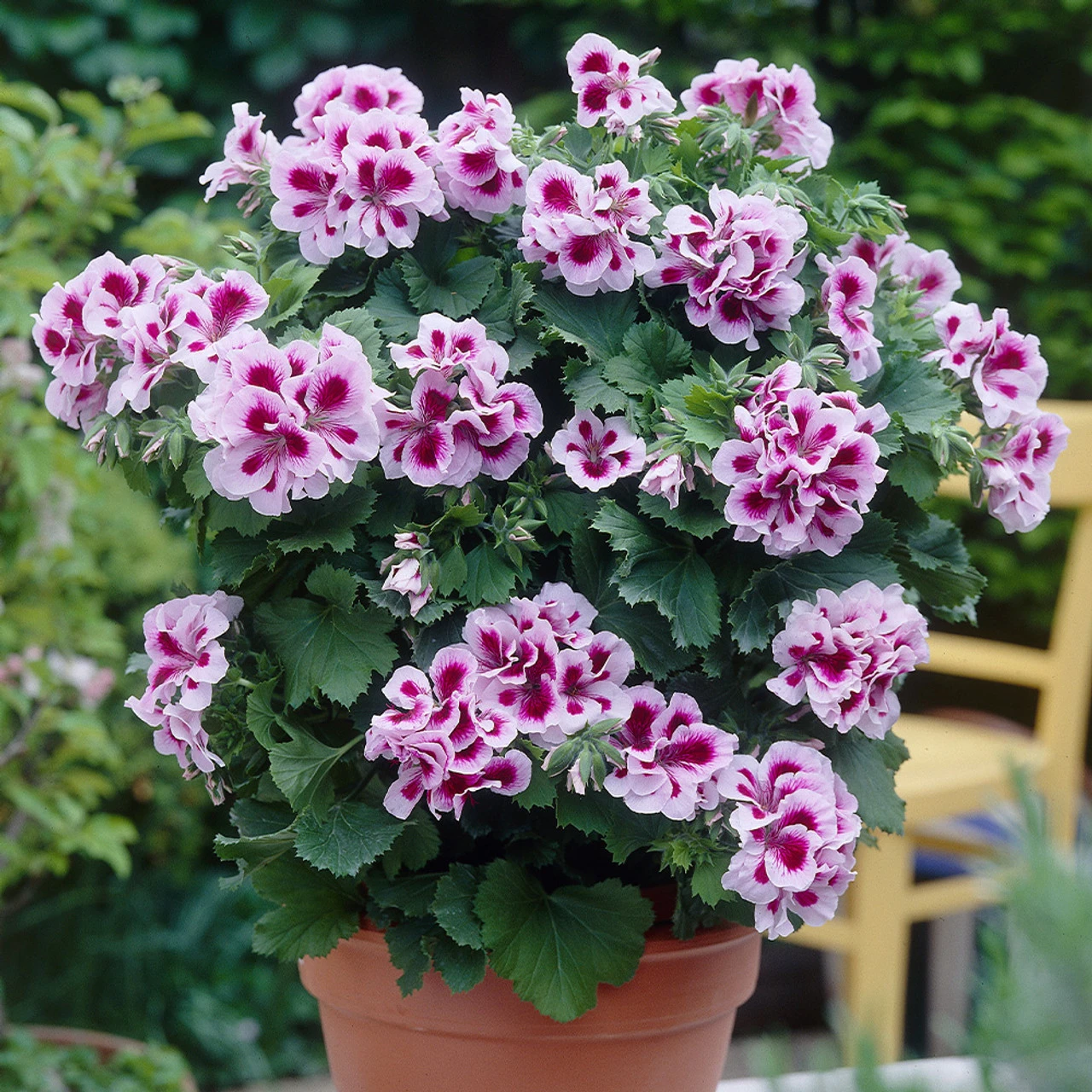 Geranium Regalia Lilac 3 Geranium Regalia Lilac