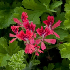 Geranium Scented Concolor Lace -Plant Flower Store Geranium Scented Concolor Lace 0010770 2 59989.1671458523