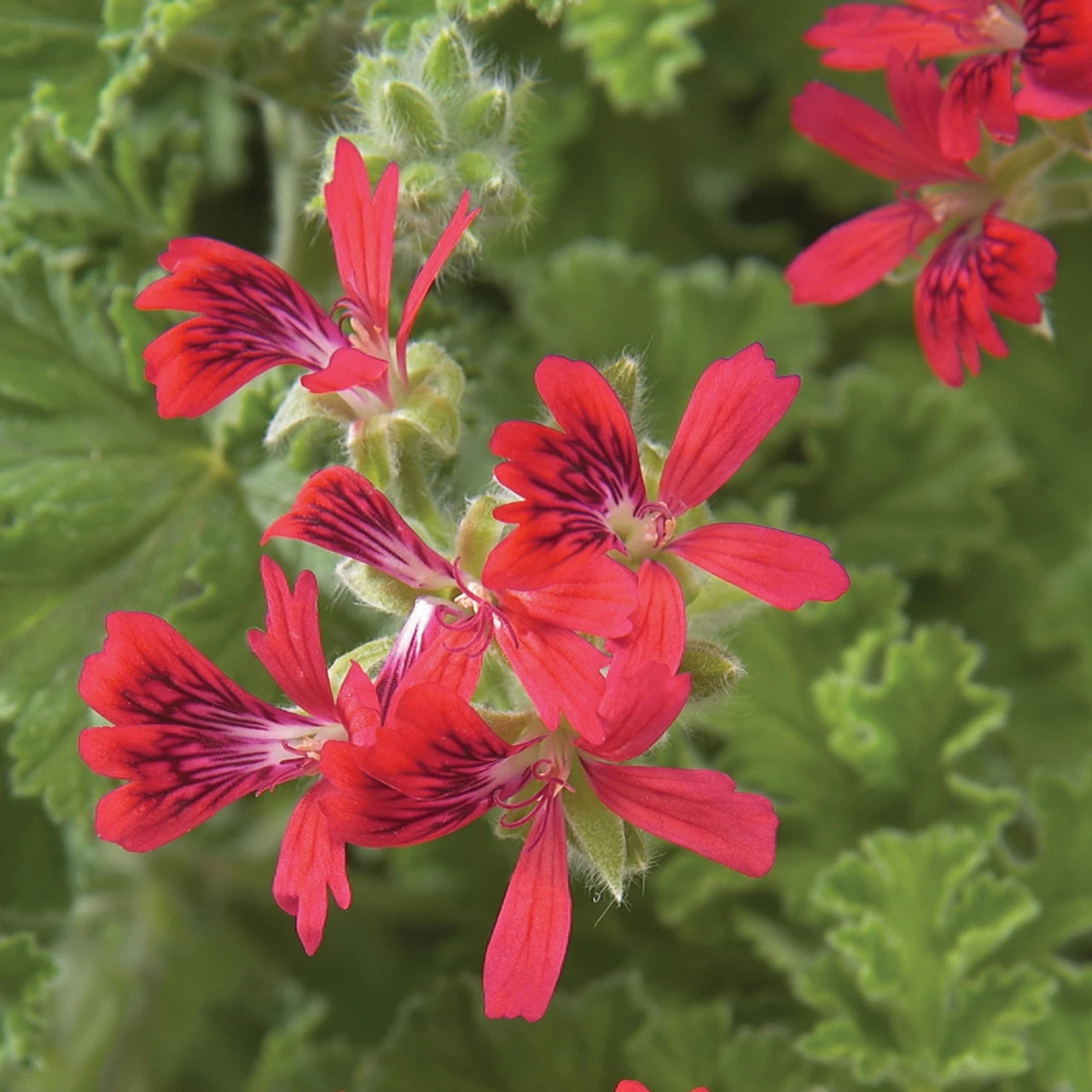 Geranium Scented Concolor Lace - Image 4