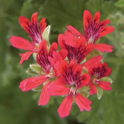 Geranium Scented Concolor Lace -Plant Flower Store Geranium Scented Concolor Lace 0010770 5 31920.1671458524