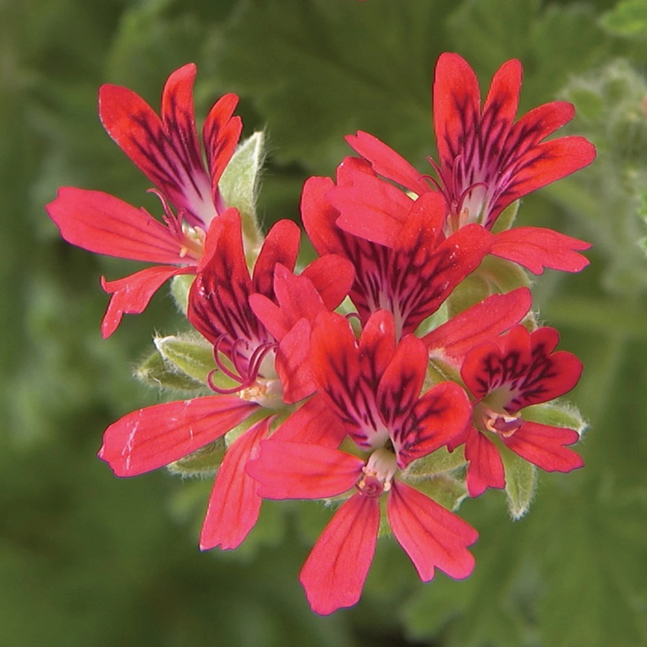 Geranium Scented Concolor Lace - Image 2