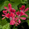 Geranium Scented Concolor Lace -Plant Flower Store Geranium Scented Concolor Lace 0010770 19885.1625579020