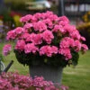 Geranium Big Eeze Pink 2 Geranium Big Eeze Pink -Plant Flower Store Geranium big eeze 0013353 60738.1637768165