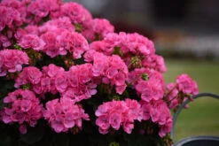Geranium Big Eeze Pink -Plant Flower Store Geranium big eeze pink 0013353 1 41684.1637768165