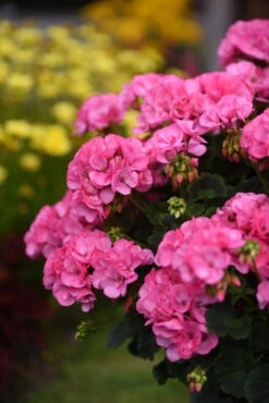 Geranium Big Eeze Pink -Plant Flower Store Geranium big eeze pink 0013353 4 08275.1637768165