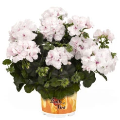 Geranium Great Balls Of Fire White -Plant Flower Store Geranium gbf white 0011969 2 26227.1641307005