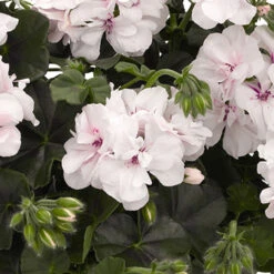 Geranium Great Balls Of Fire White -Plant Flower Store Geranium gbf white 0011969 4 24698.1642174549