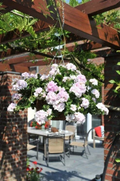 Geranium Great Balls Of Fire White -Plant Flower Store Geranium gbf white 0011969 83819.1641307005