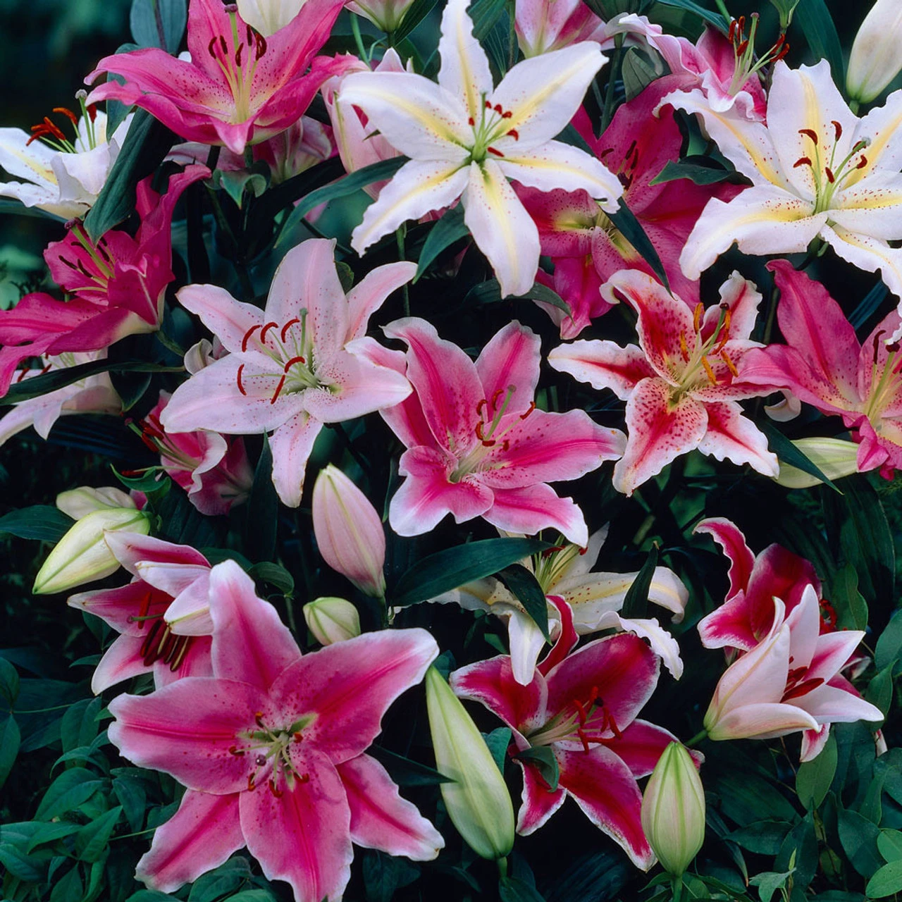 Giant Oriental Lilies Mixed 14-16cm Lily 3 Giant Oriental Lilies Mixed 14-16cm Lily
