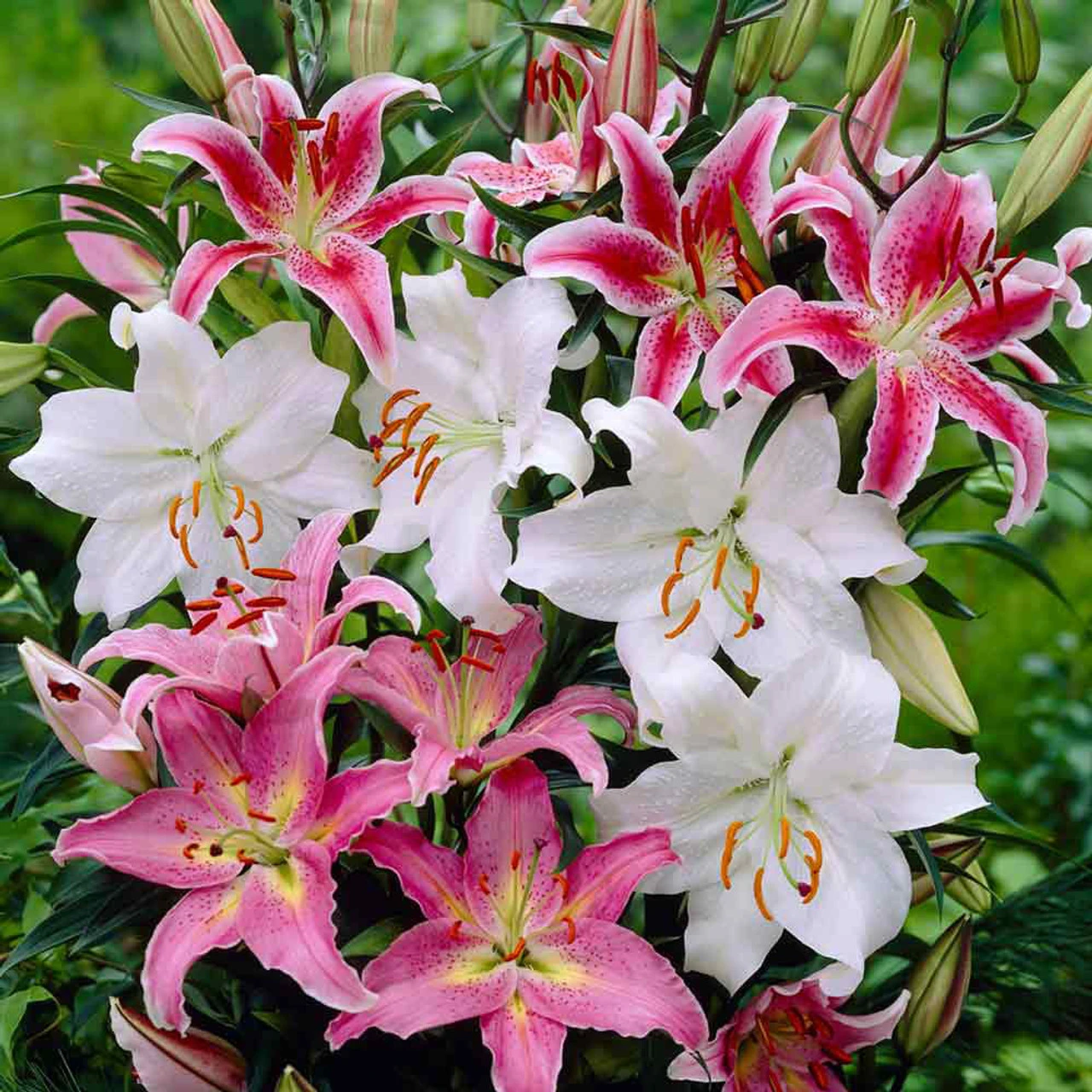 Giant Oriental Lilies Mixed 14-16cm Lily 4 Giant Oriental Lilies Mixed 14-16cm Lily - Image 2