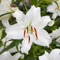 Giant Oriental Lilium Collection Lily -Plant Flower Store Giant Oriental Lilium Collection 1021915 10 25816.1656419440